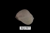 藏品(紫口珊瑚螺)的圖片